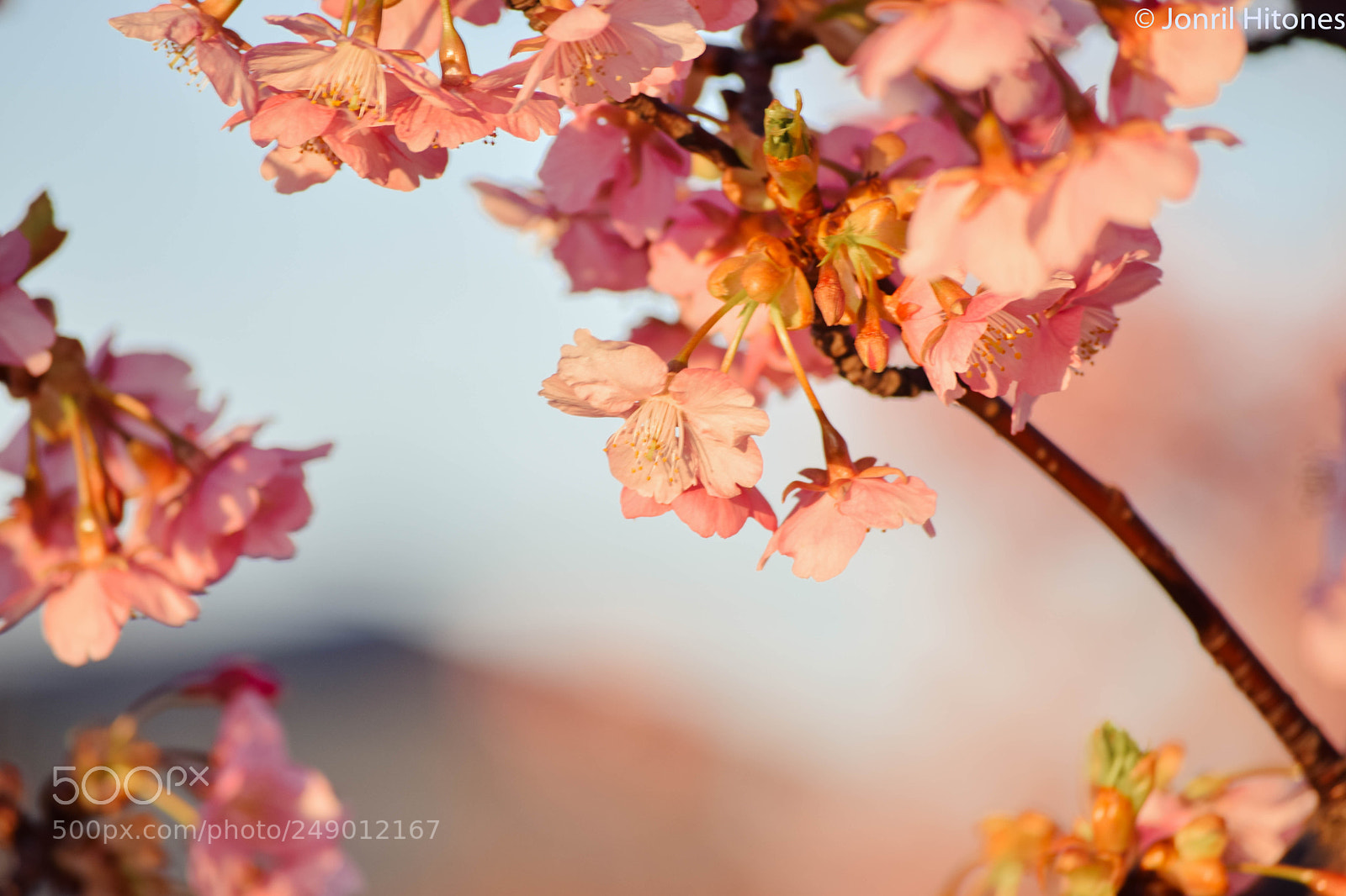 Nikon D5300 sample photo. Cherry blossoms in japan photography