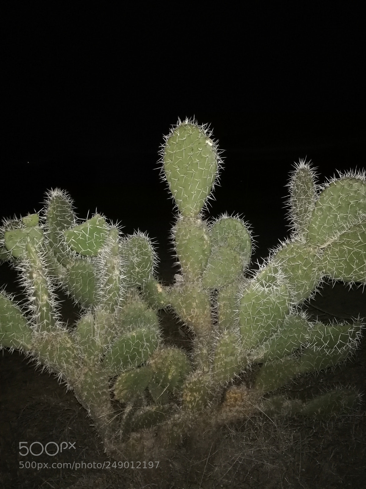 HUAWEI Mate 10 Lite sample photo. El nopal photography
