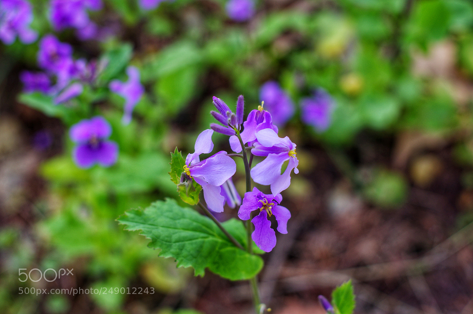Pentax K-3 II sample photo. Untitled photography