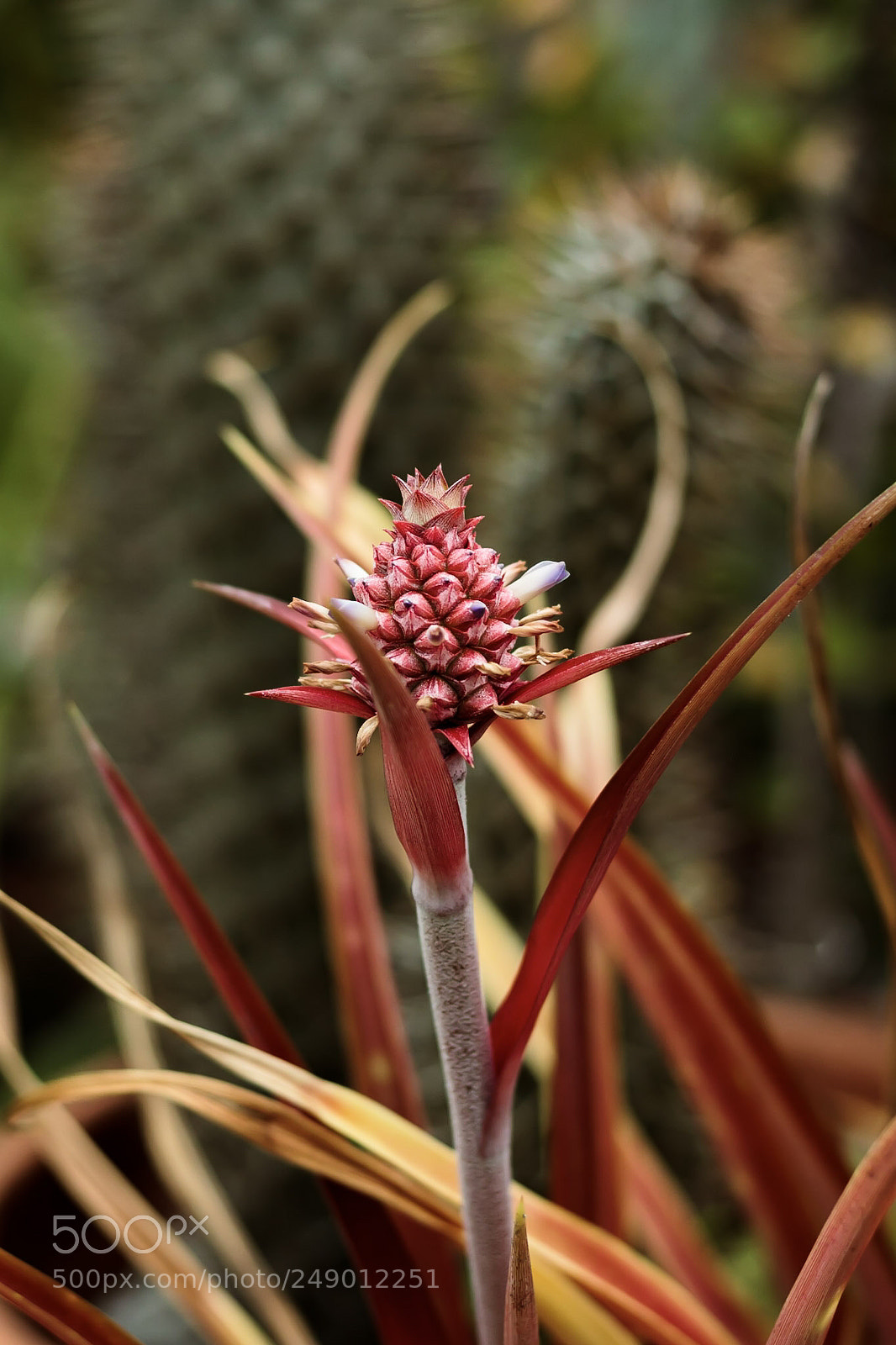 Canon EOS 600D (Rebel EOS T3i / EOS Kiss X5) sample photo. Cacti #2 photography