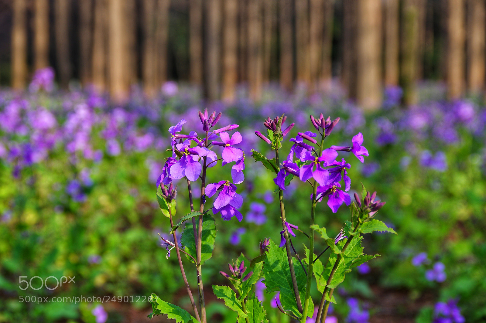 Pentax K-3 II sample photo. Untitled photography