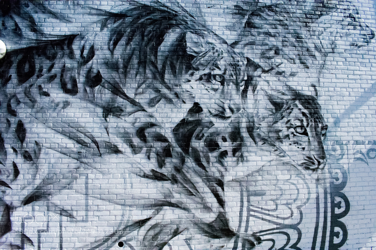Nikon D3400 sample photo. Tigers bushwick street art photography
