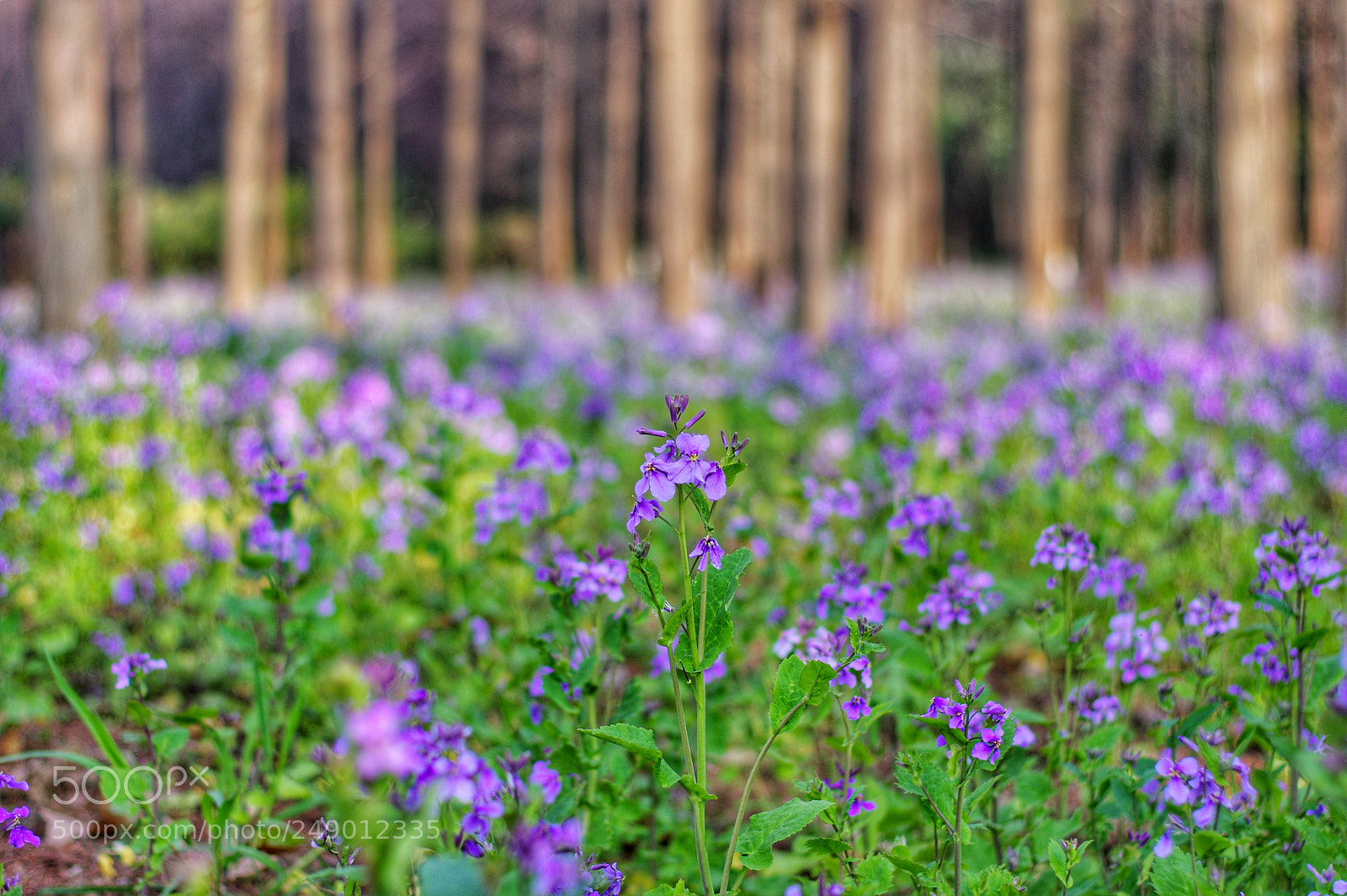 Pentax K-3 II sample photo. Untitled photography