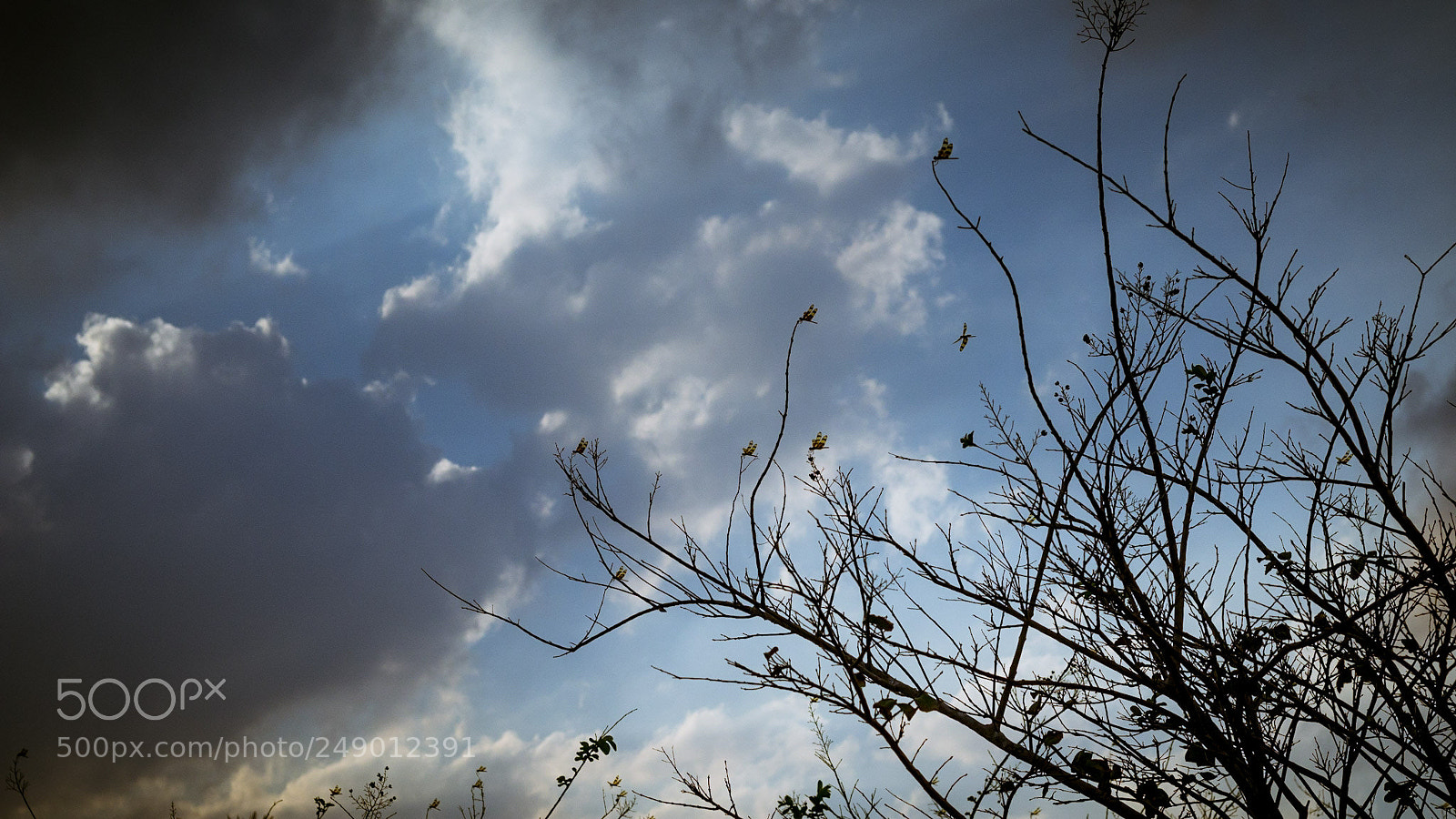 Canon EOS 600D (Rebel EOS T3i / EOS Kiss X5) sample photo. Dragonflies photography