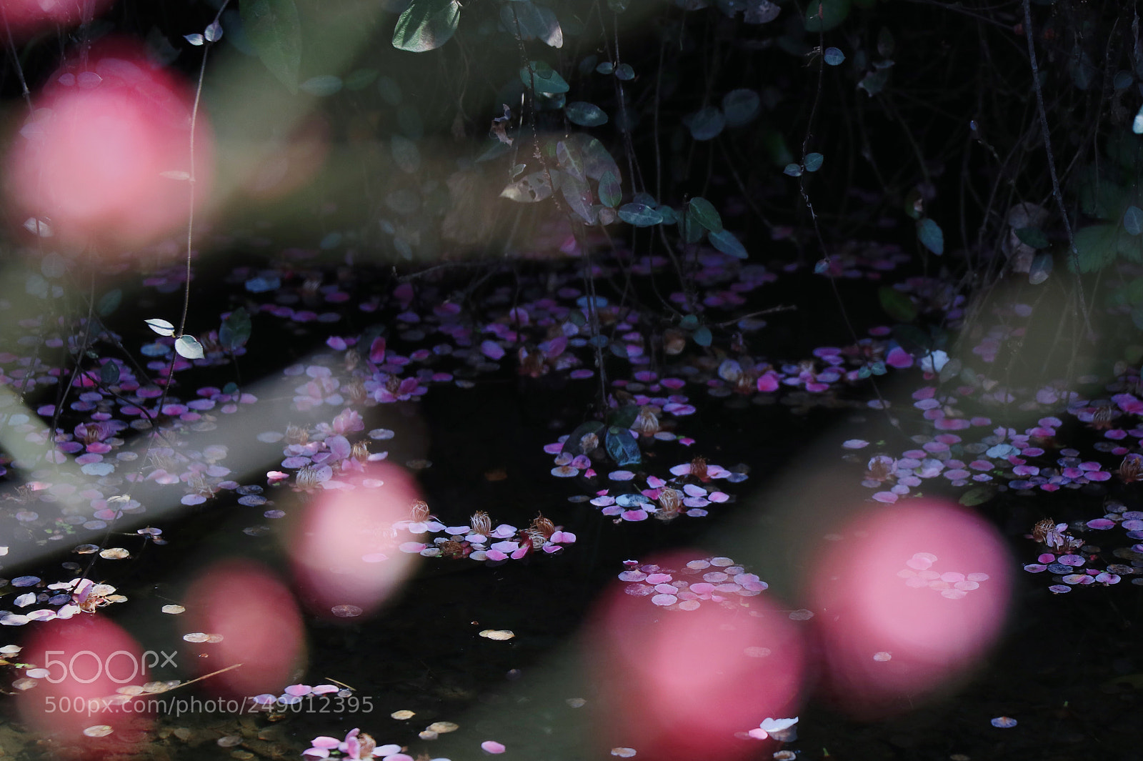 Canon EOS 80D sample photo. 花有意水无情 photography