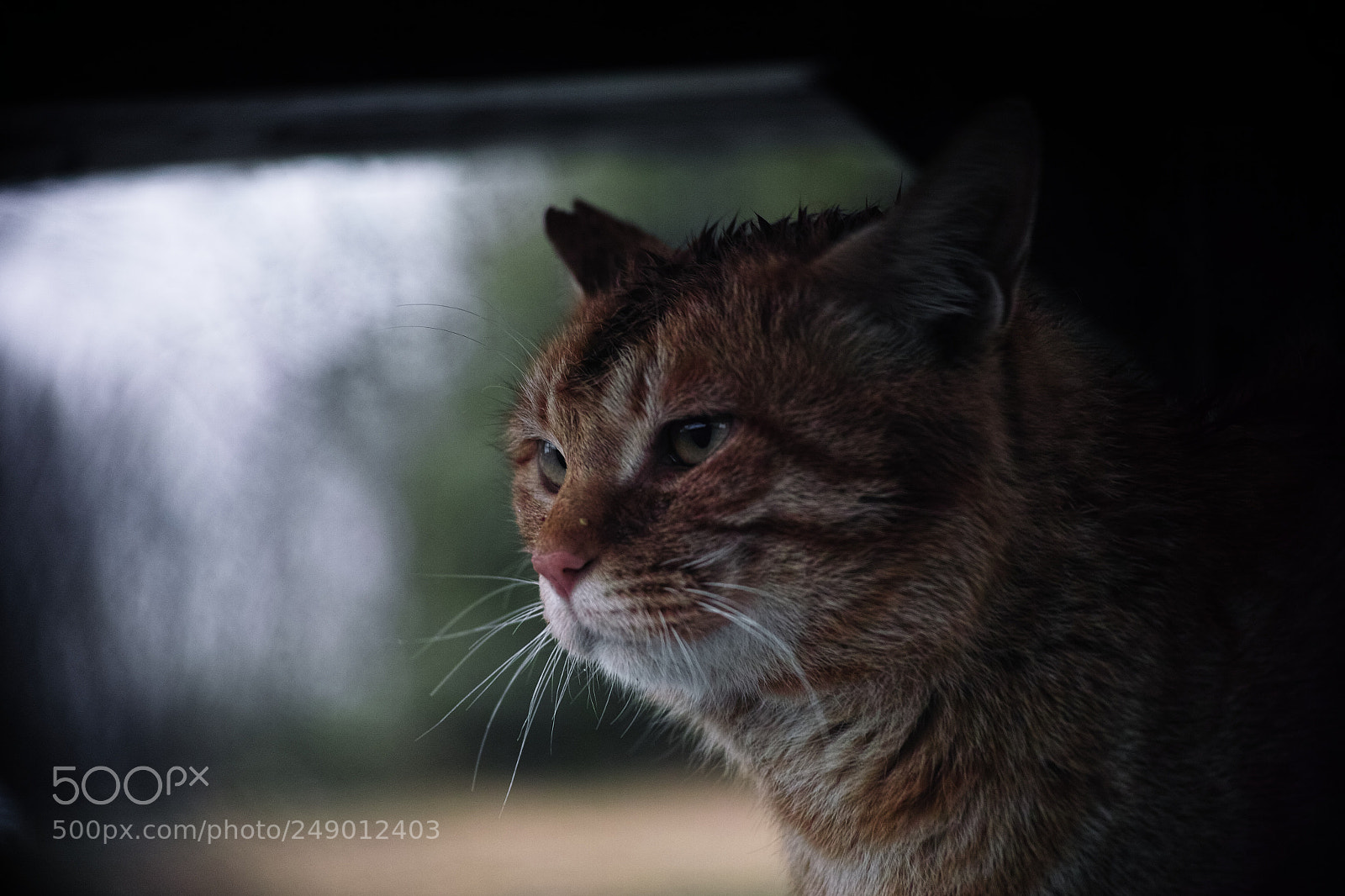 Sigma DP3 Merrill sample photo. Cat every day photography