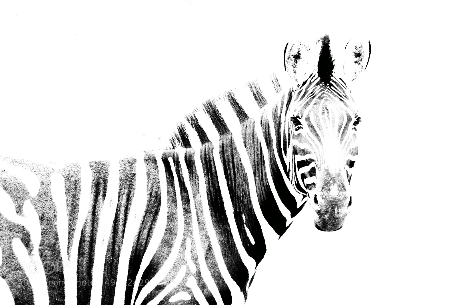 Canon EOS 600D (Rebel EOS T3i / EOS Kiss X5) sample photo. Zebra b/w photography