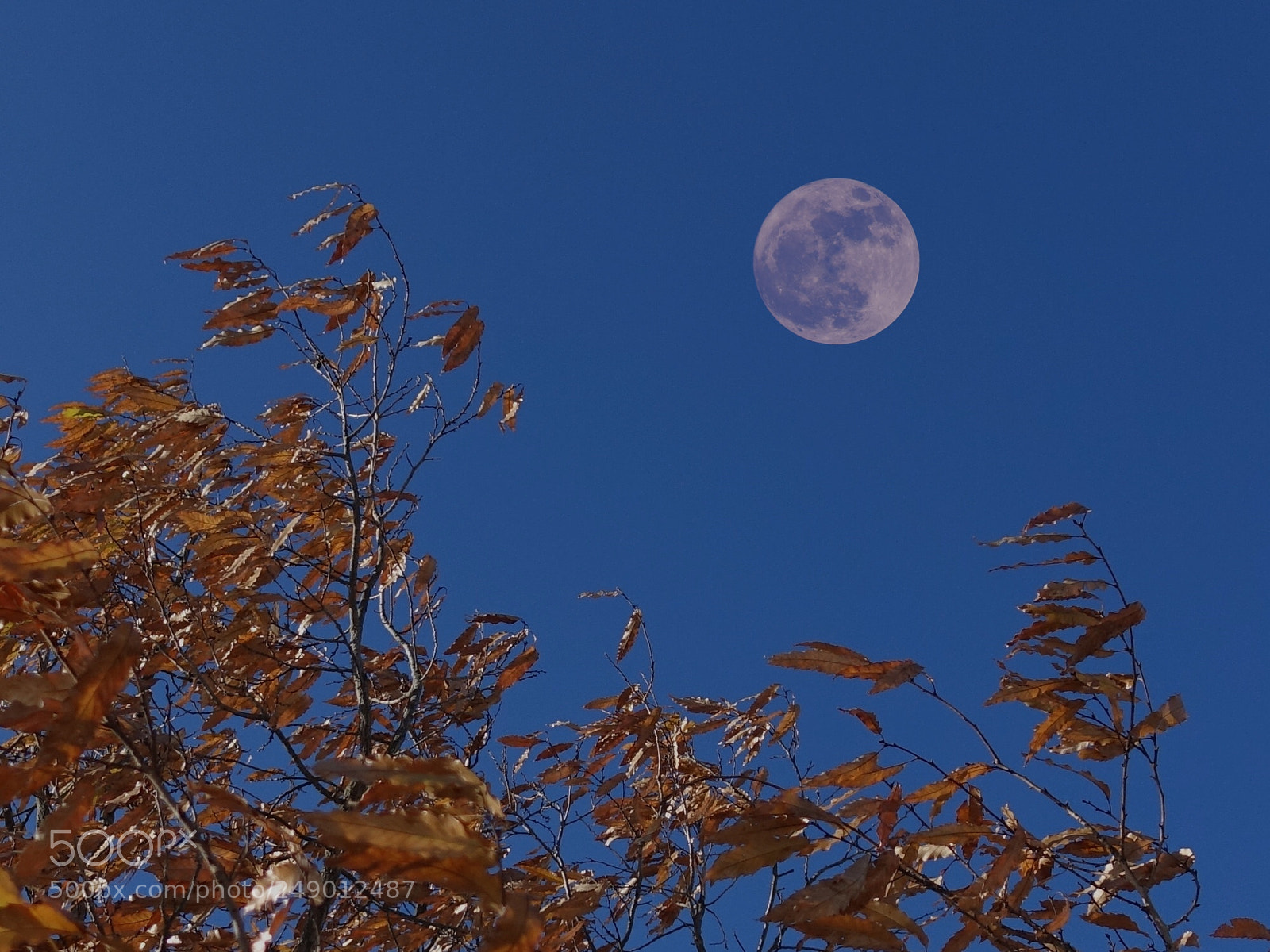 Sony Cyber-shot DSC-RX100 IV sample photo. Feeling of deep autumn photography