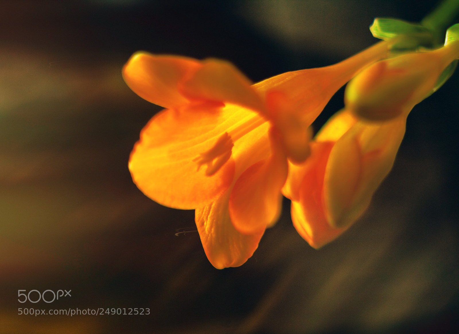 Sony a7R II sample photo. Flowers photography