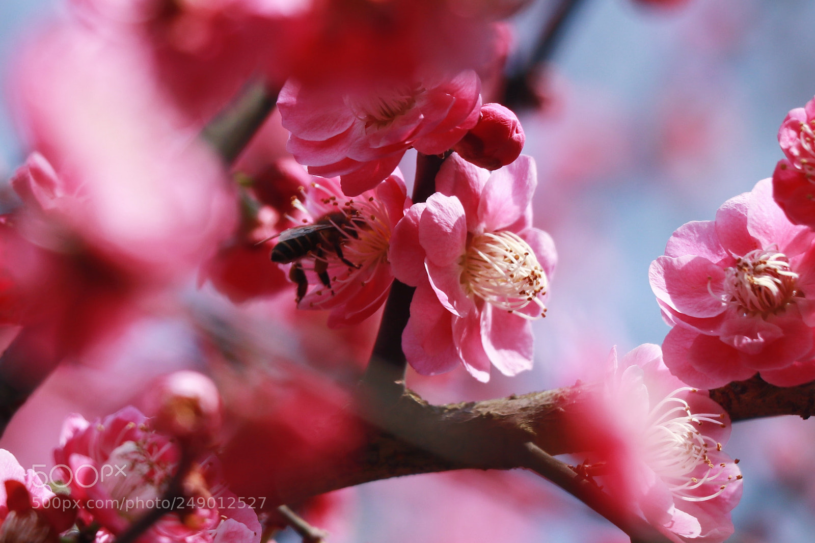 Canon EOS 80D sample photo. ??嗡嗡嗡 photography