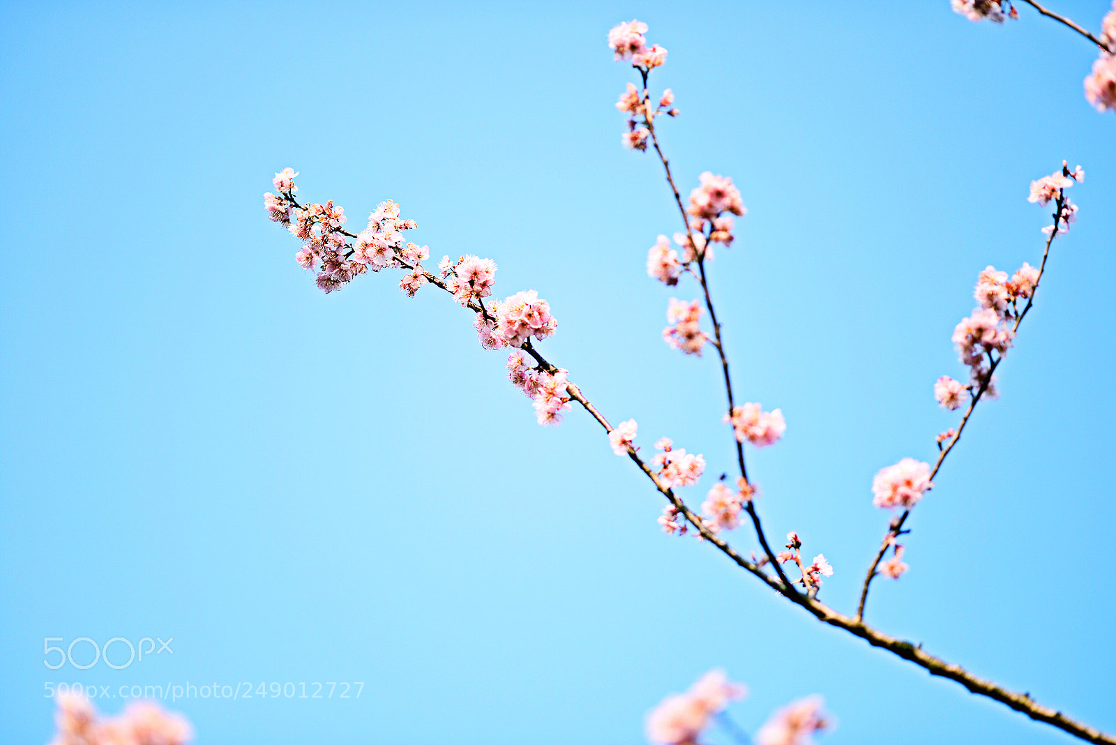 Nikon D810 sample photo. 画中花 photography