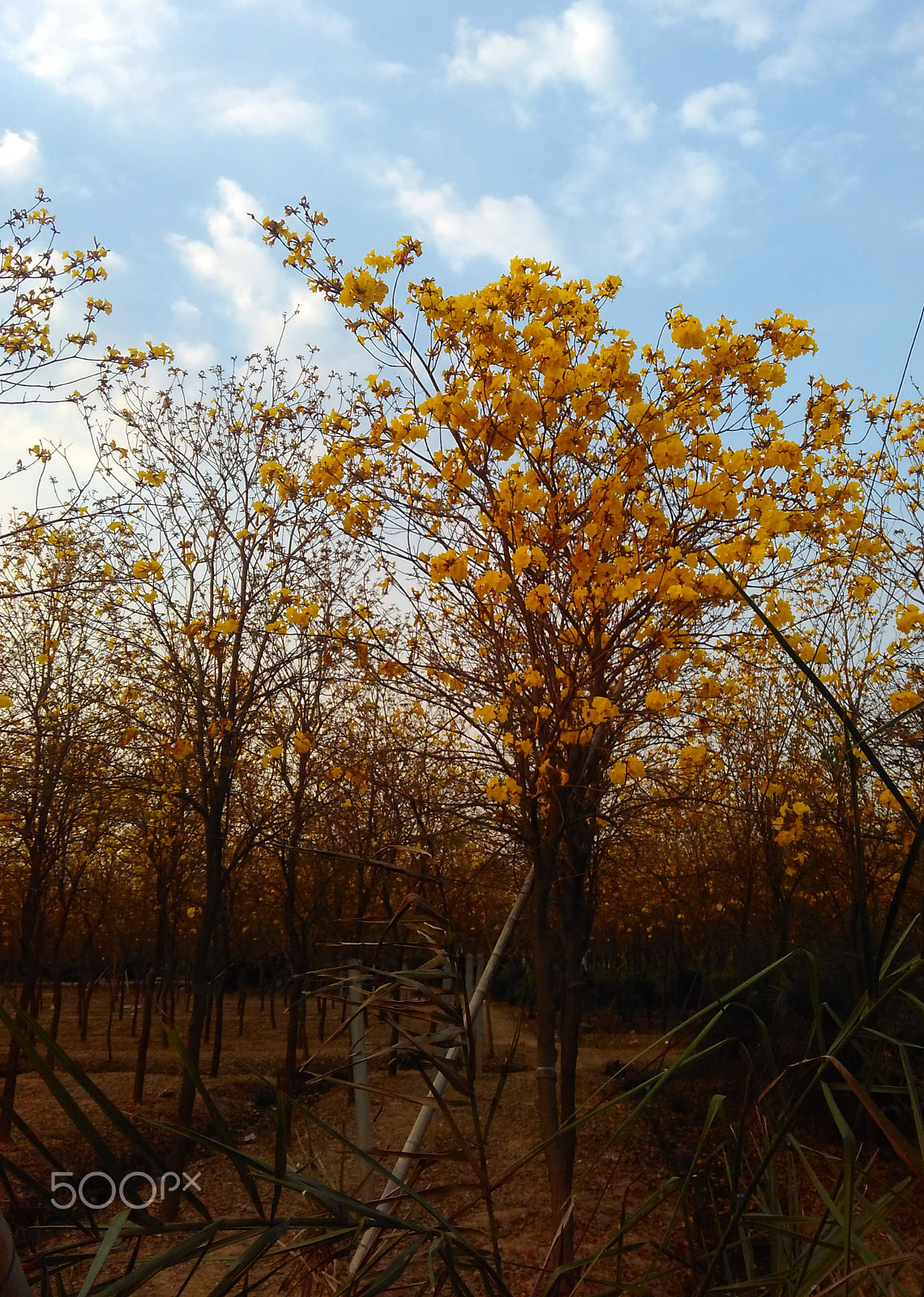 Xiaomi HM 2LTE-CMCC sample photo. 黄色凤玲木(yellow fenglingmu) photography