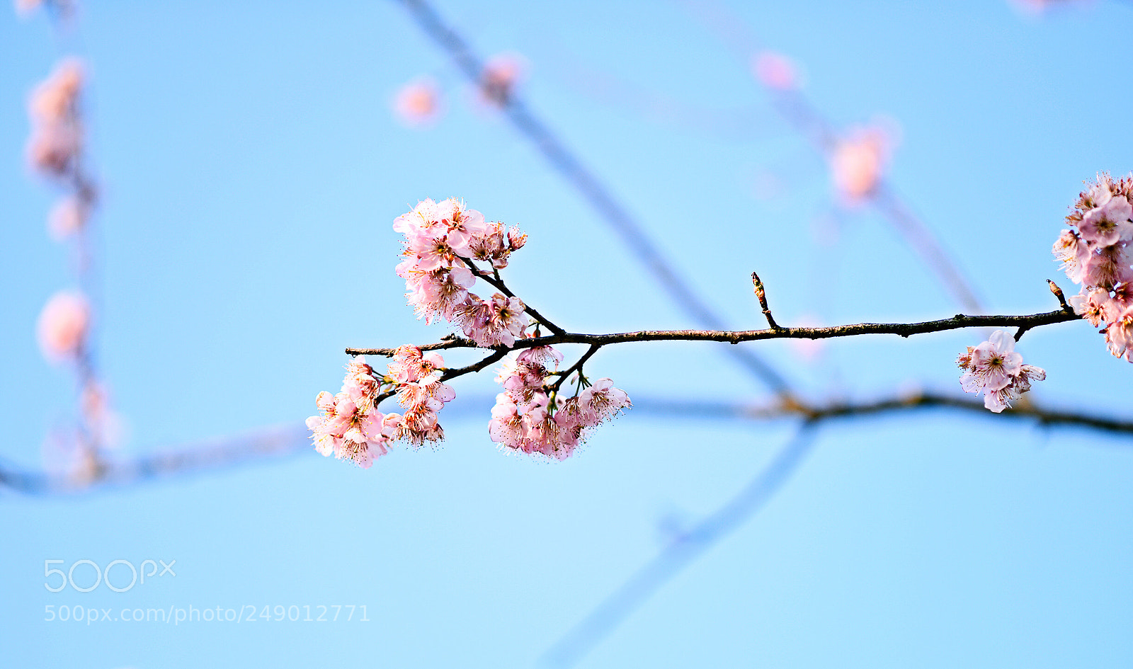 Nikon D810 sample photo. Untitled photography