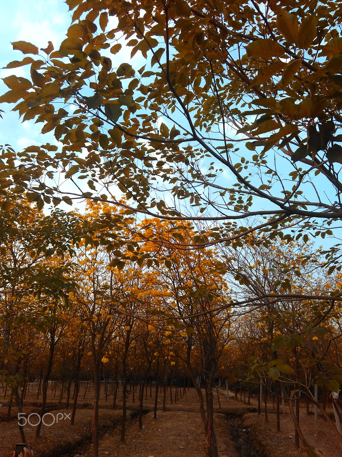 Xiaomi HM 2LTE-CMCC sample photo. 黄色凤玲木(yellow fenglingmu) photography