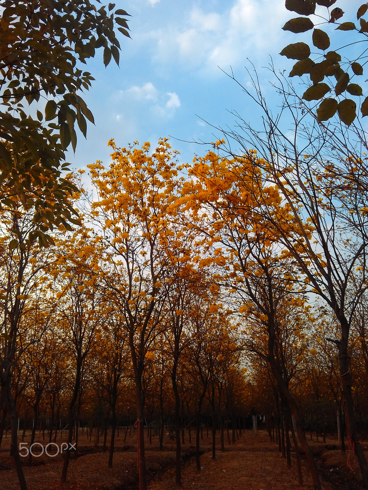 Xiaomi HM 2LTE-CMCC sample photo. 黄色凤玲木(yellow fenglingmu) photography