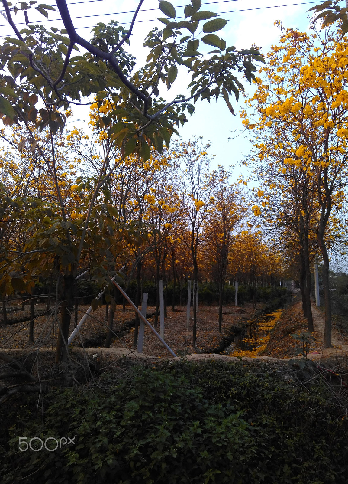 Xiaomi HM 2LTE-CMCC sample photo. 黄色凤玲木(yellow fenglingmu) photography