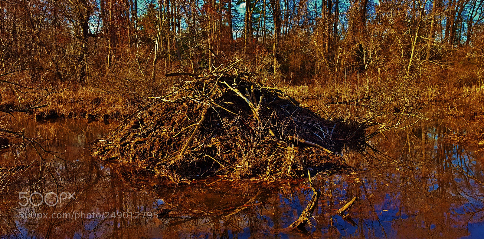 Samsung Galaxy S6 sample photo. Jug bay beaver lodge 2018 photography