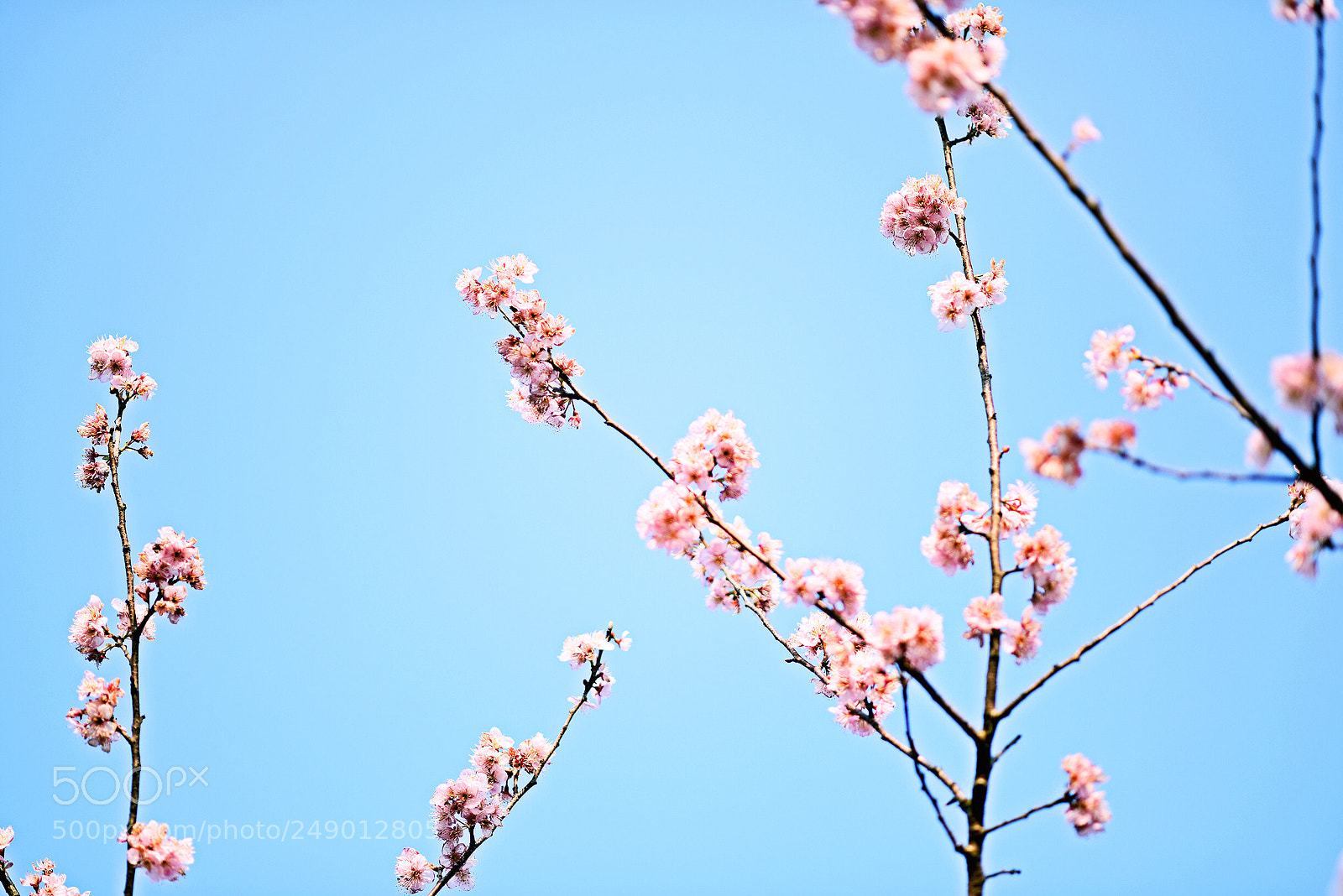 Nikon D810 sample photo. Untitled photography