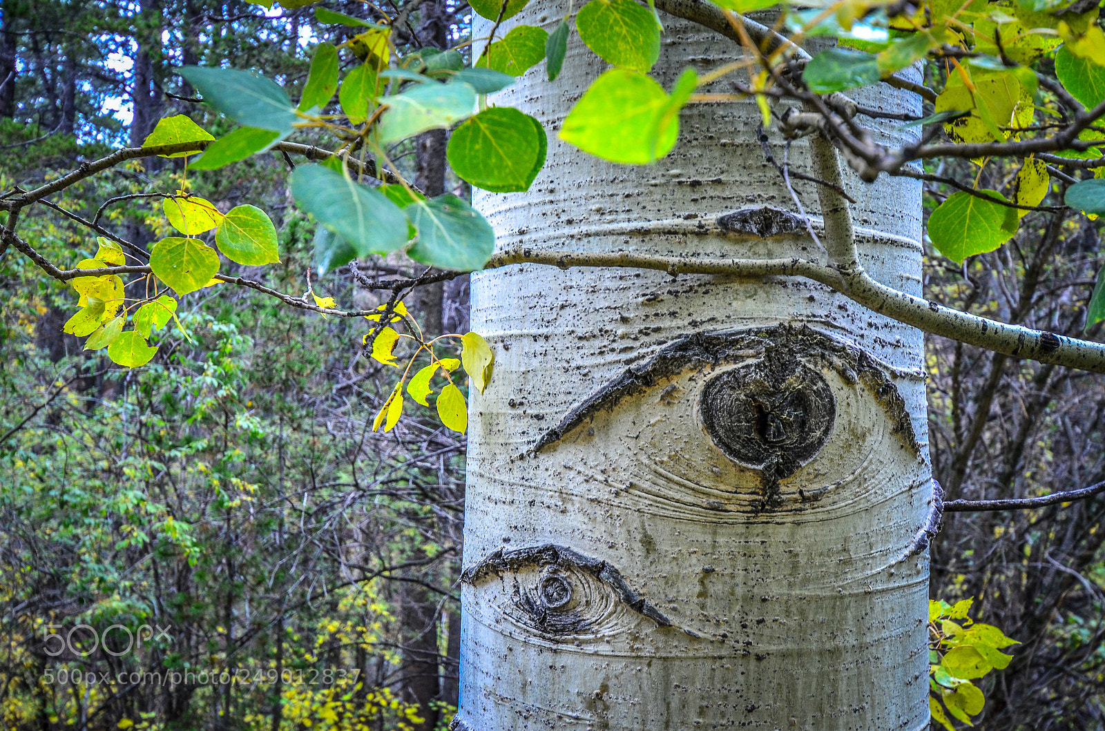 Nikon D7000 sample photo. Aspen keeping an eye photography