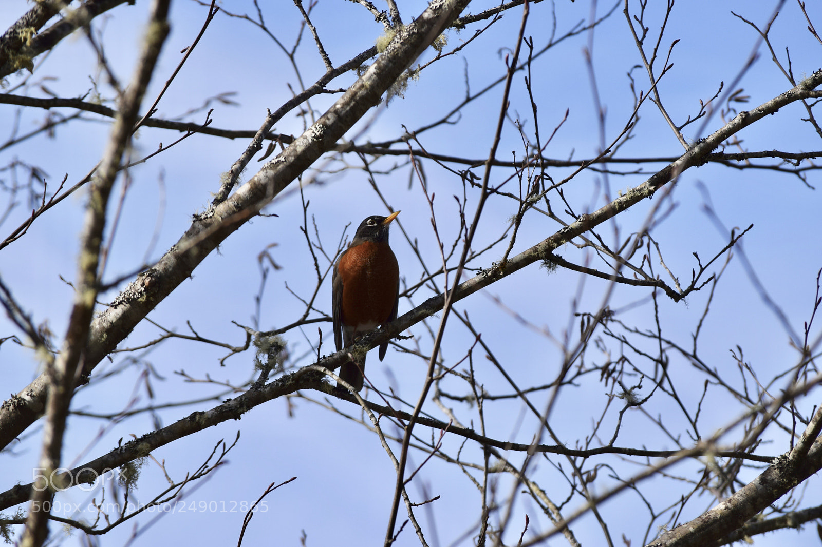 Nikon D3300 sample photo. Robin photography