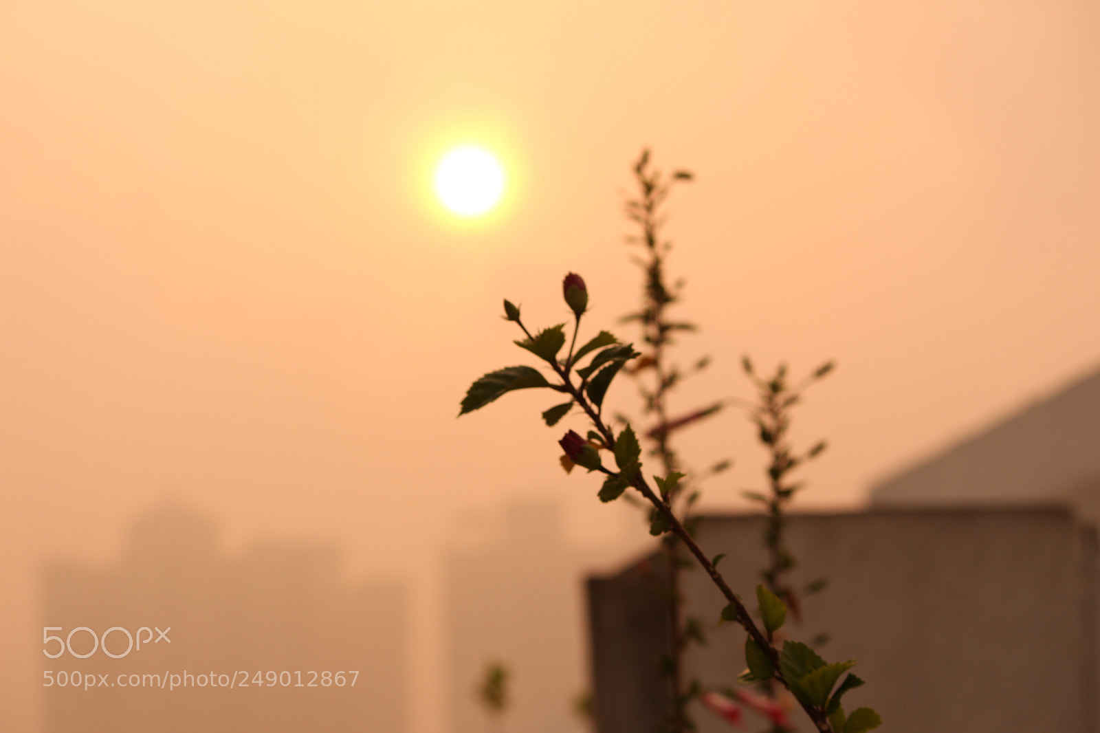 Canon EF-S 55-250mm F4-5.6 IS II sample photo. Img photography