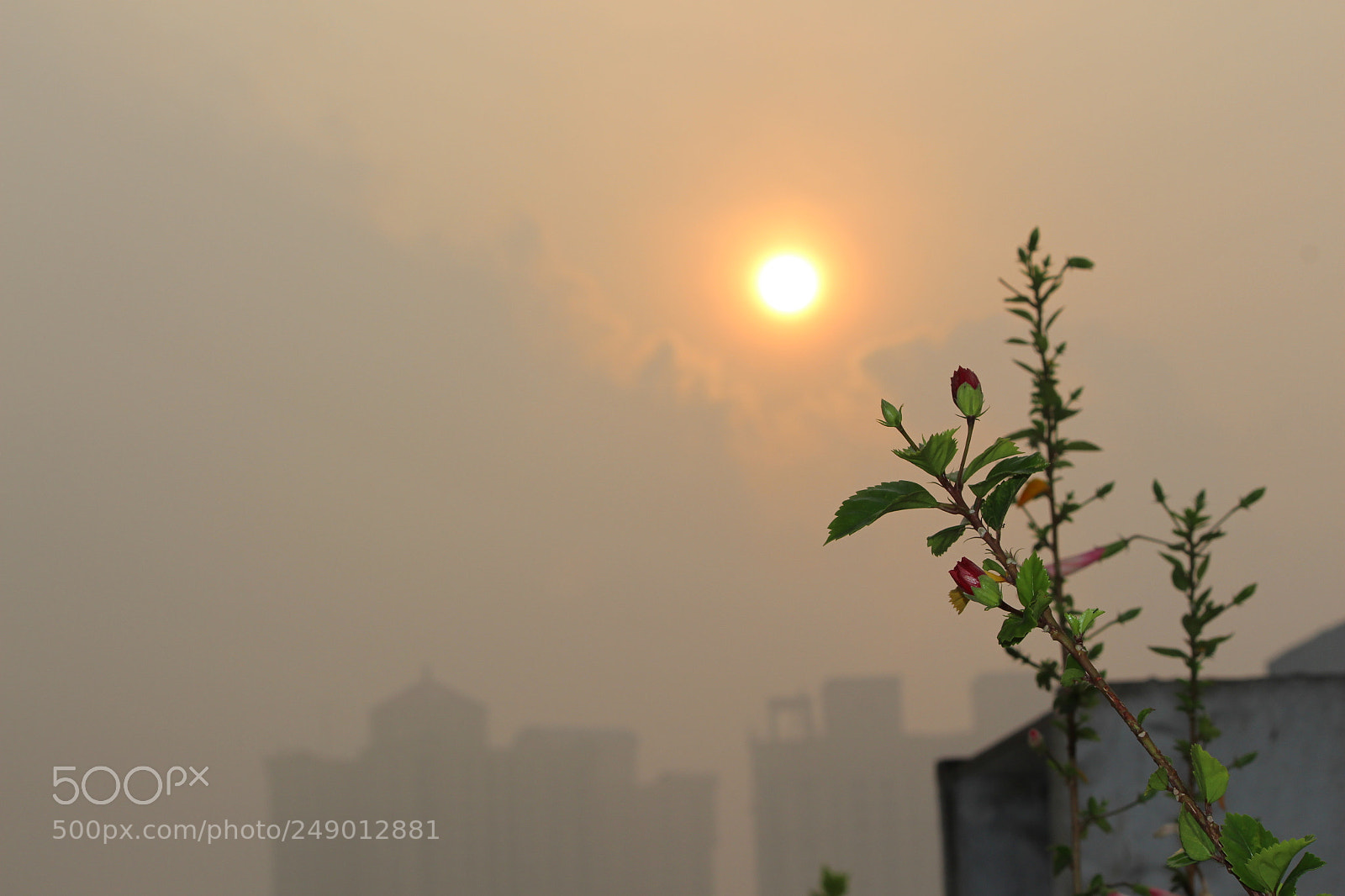 Canon EF-S 55-250mm F4-5.6 IS II sample photo. Img photography