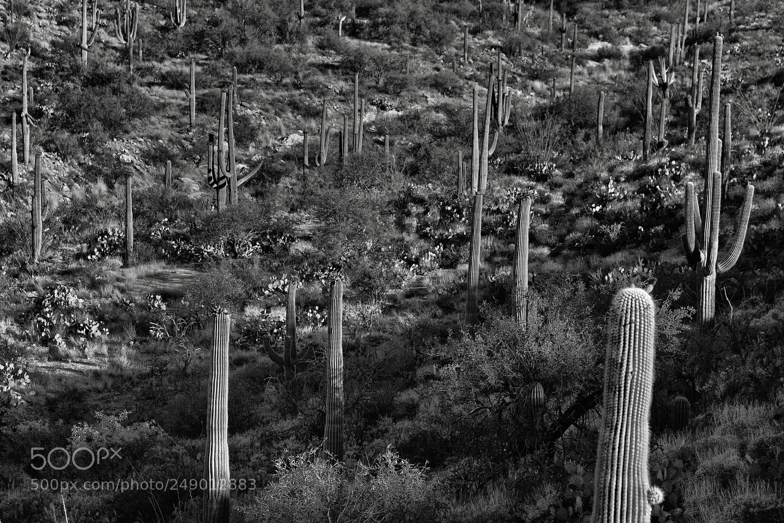 Nikon D800E sample photo. A hillside of saguaro photography
