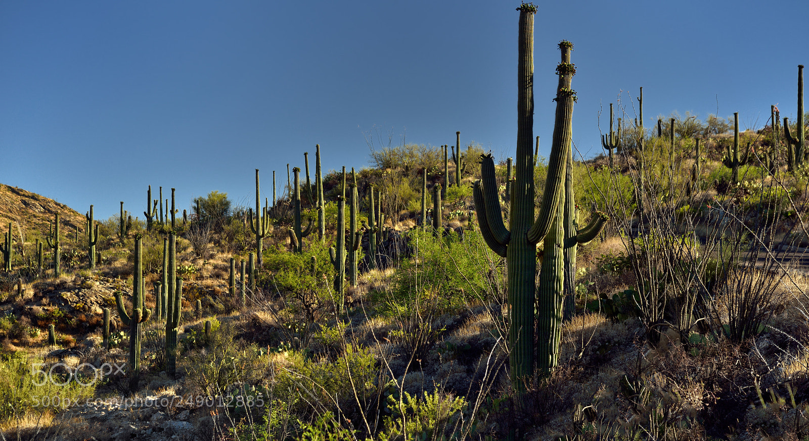 Nikon D800E sample photo. A forest of saguaro photography