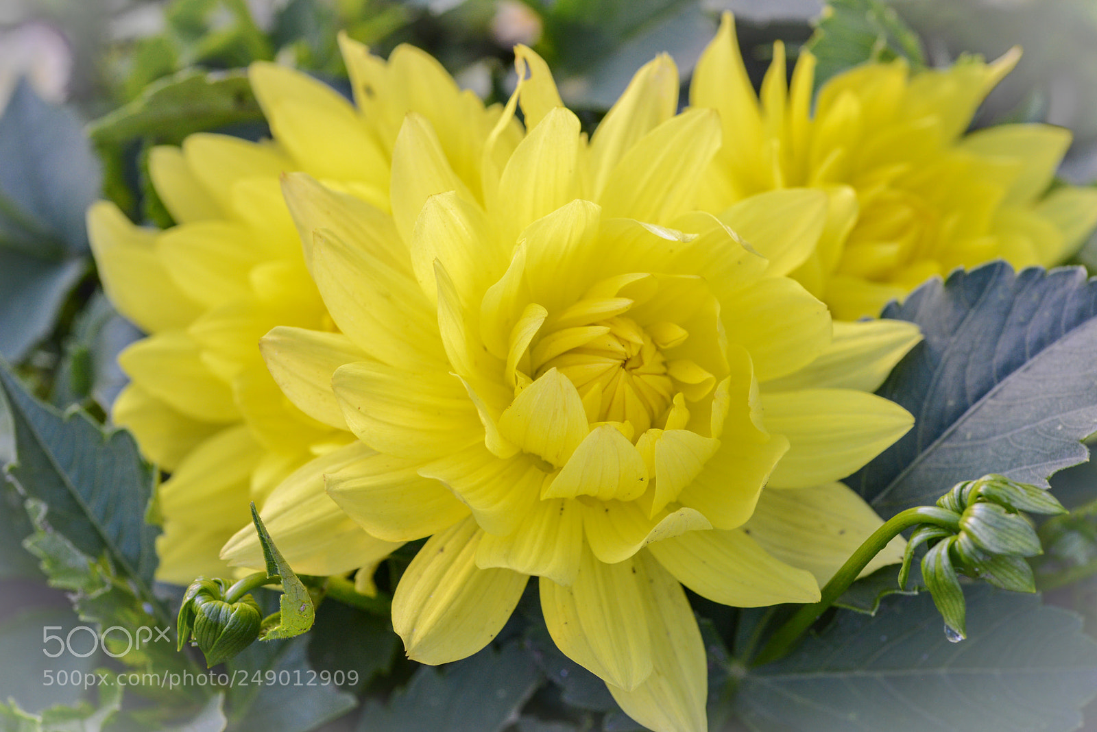 Nikon D600 sample photo. Yellow petals photography