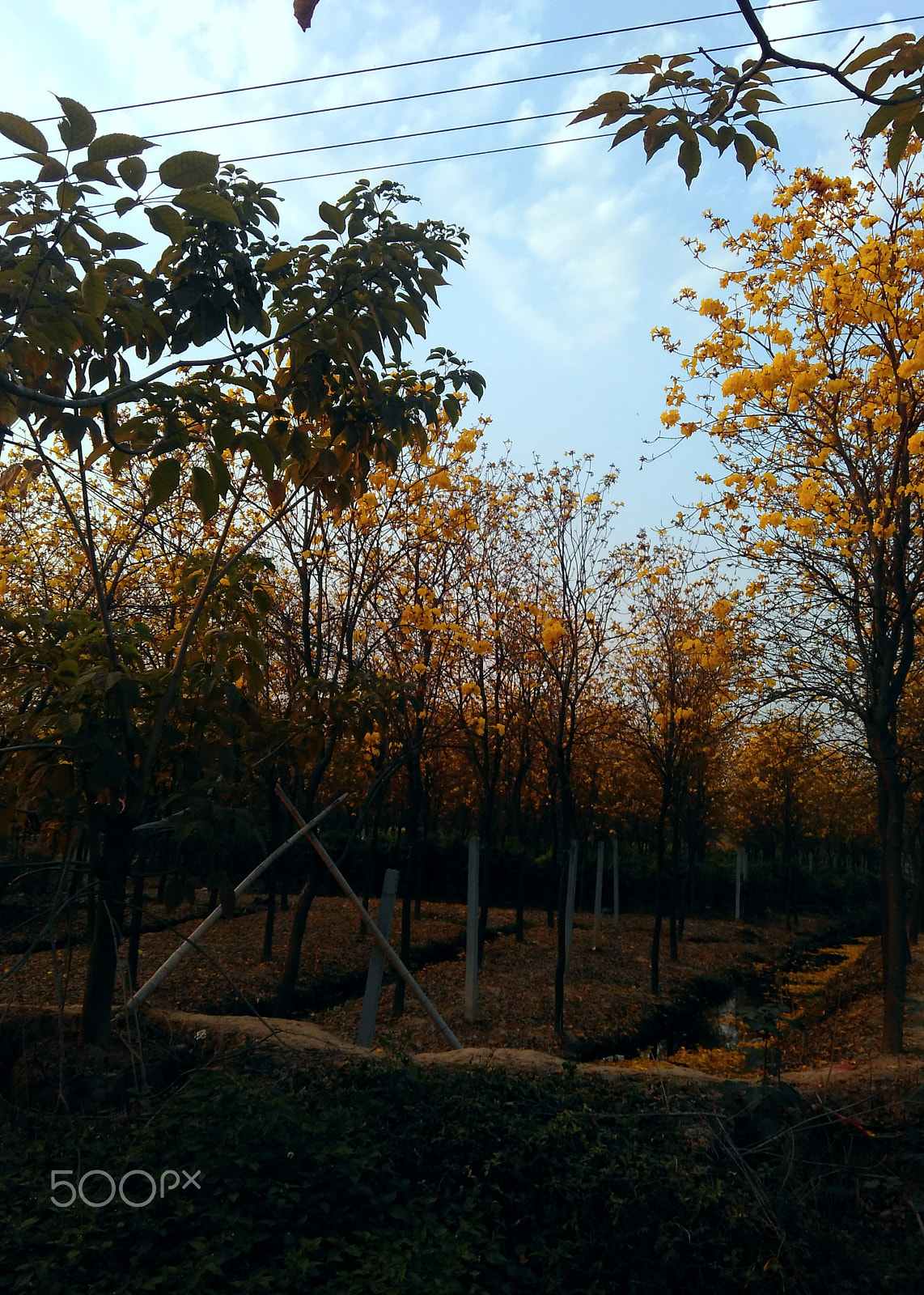 Xiaomi HM 2LTE-CMCC sample photo. 黄色凤玲木(yellow fenglingmu) photography