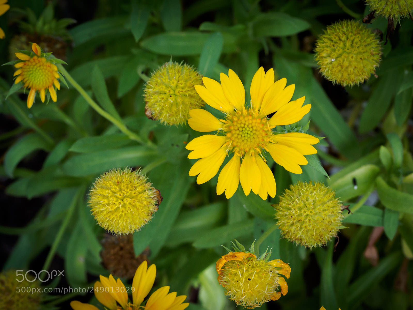 Olympus OM-D E-M1 sample photo. Wild flowers photography