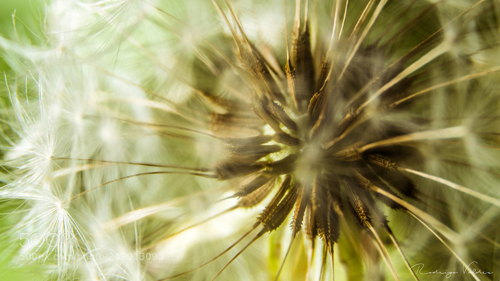 Sony ILCA-77M2 sample photo. Dandelion photography