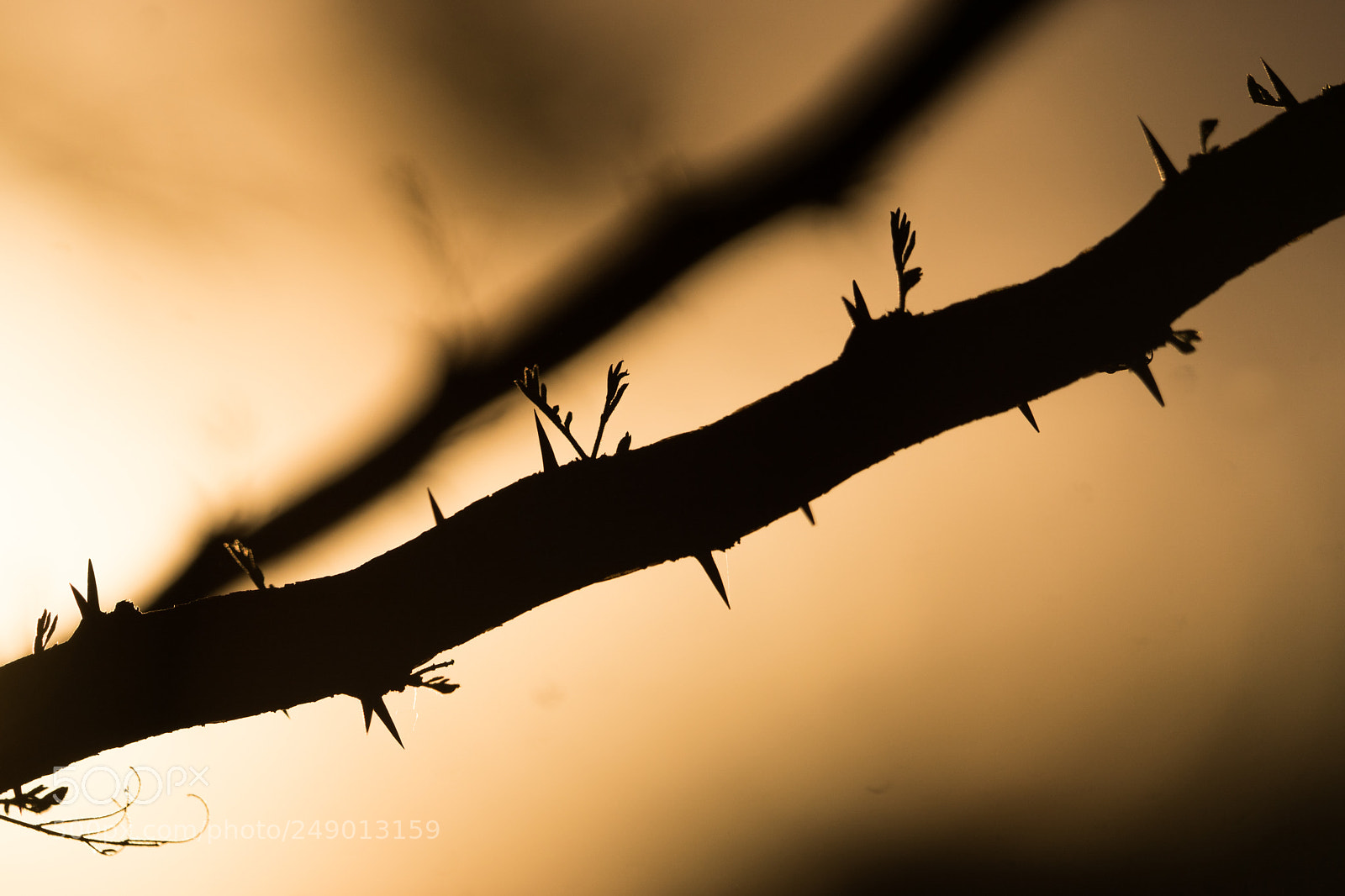 Sony ILCA-77M2 sample photo. Algarrobo photography