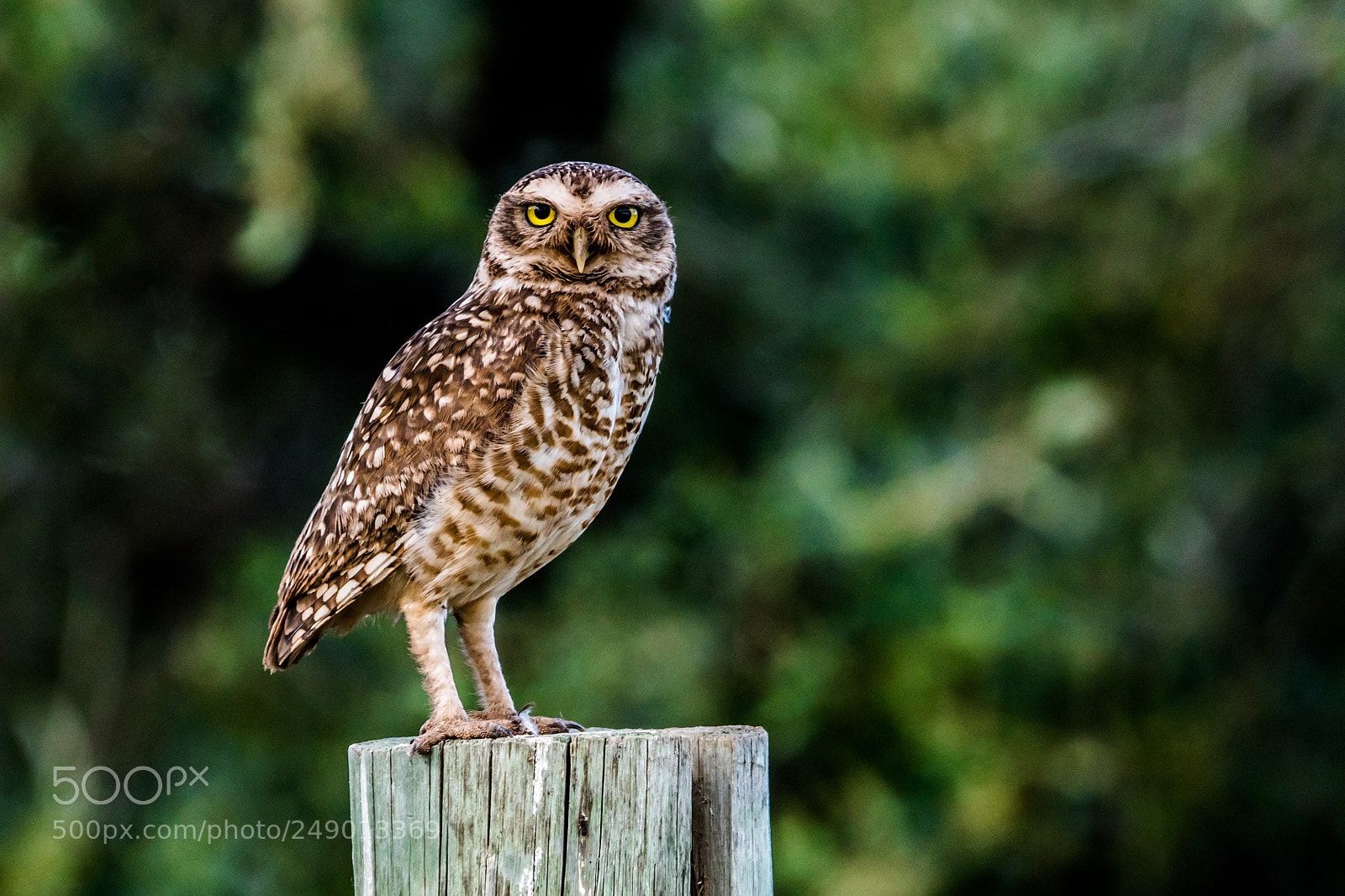 Sony ILCA-77M2 sample photo. Owl photography