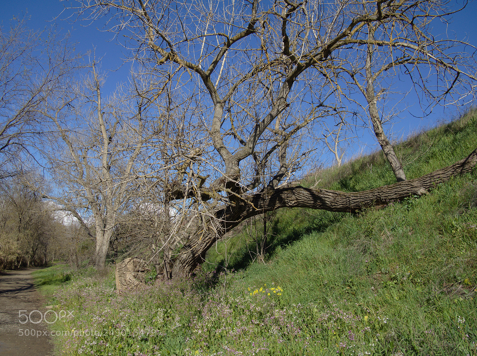 Olympus OM-D E-M10 II sample photo. Tree photography