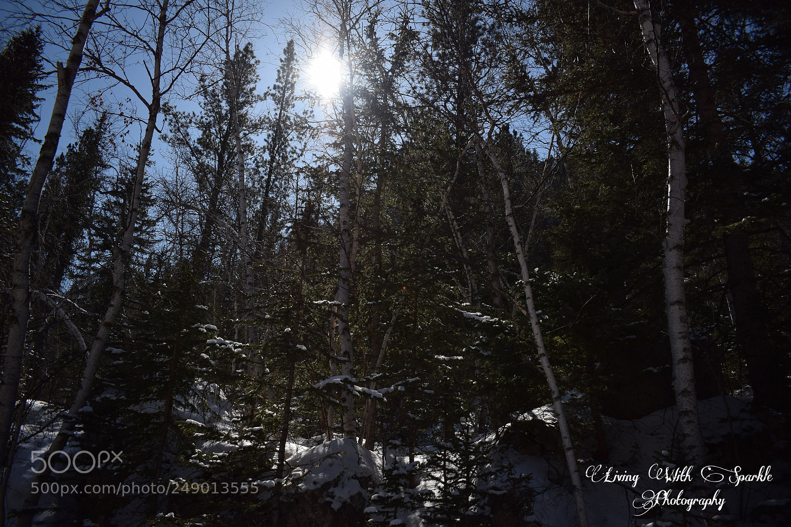 Nikon D5300 sample photo. Shine down on me photography