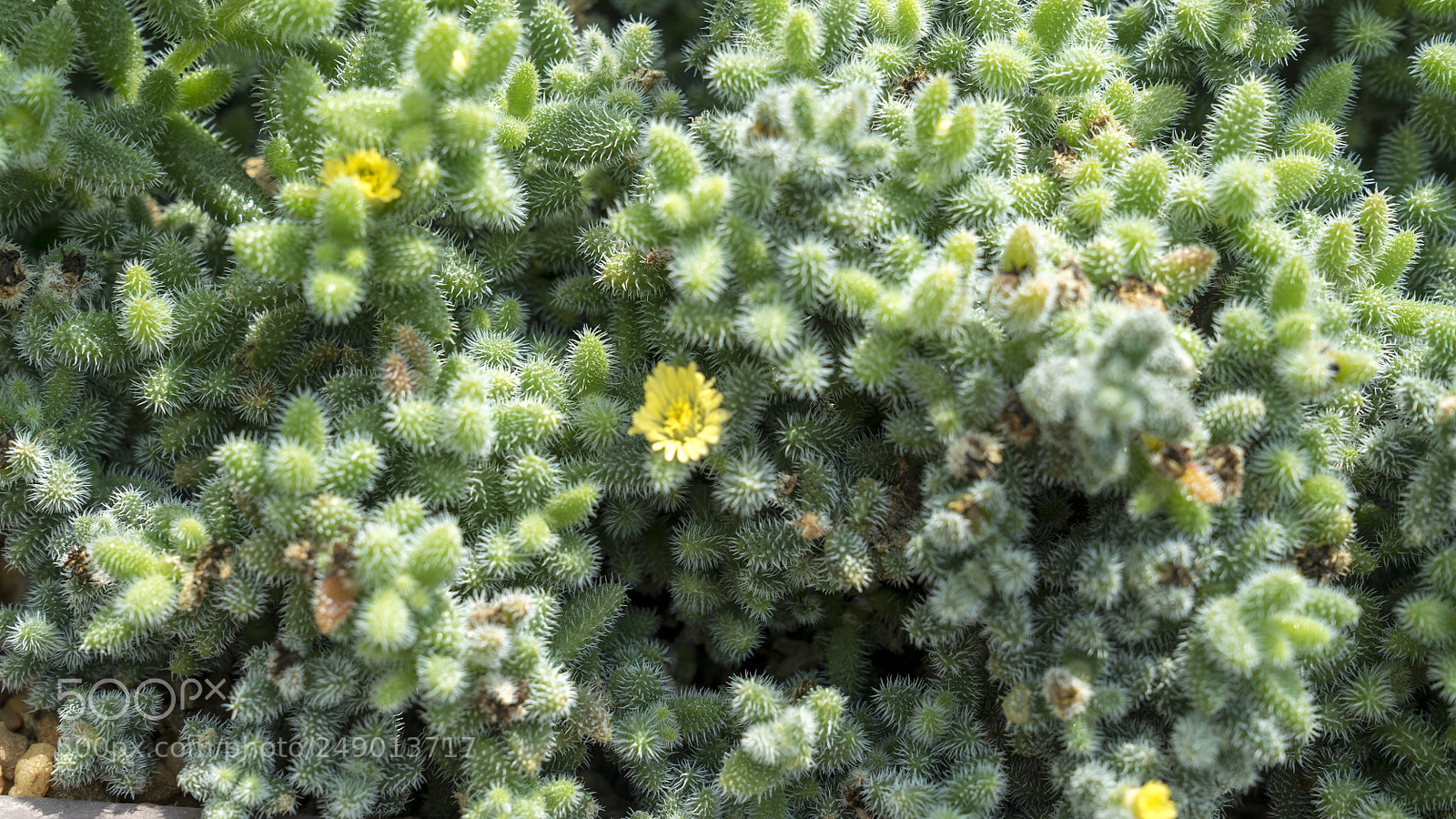 Sony a7S II sample photo. Nature in my mind photography