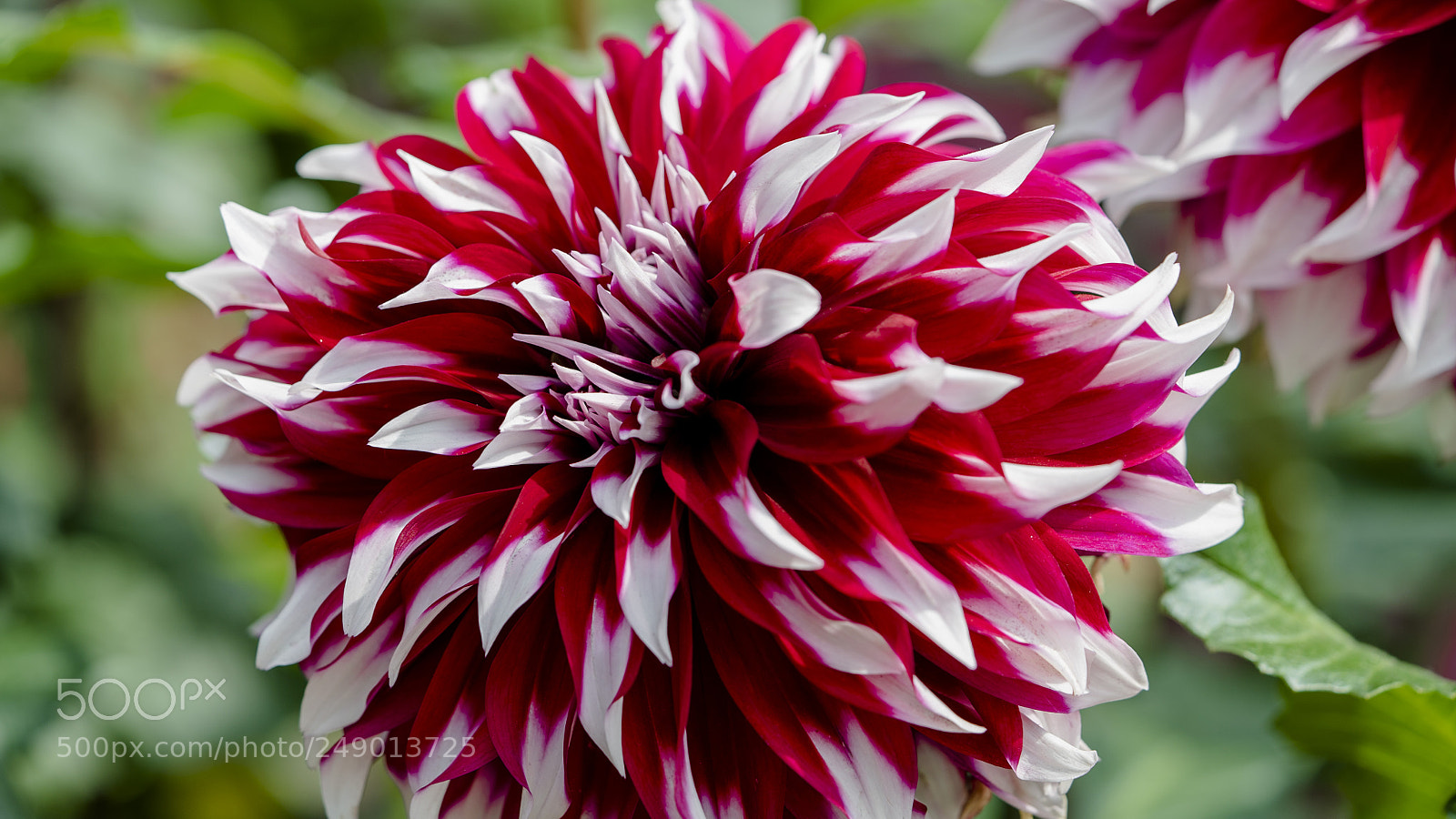 Sony a7S II sample photo. Nature in my mind photography