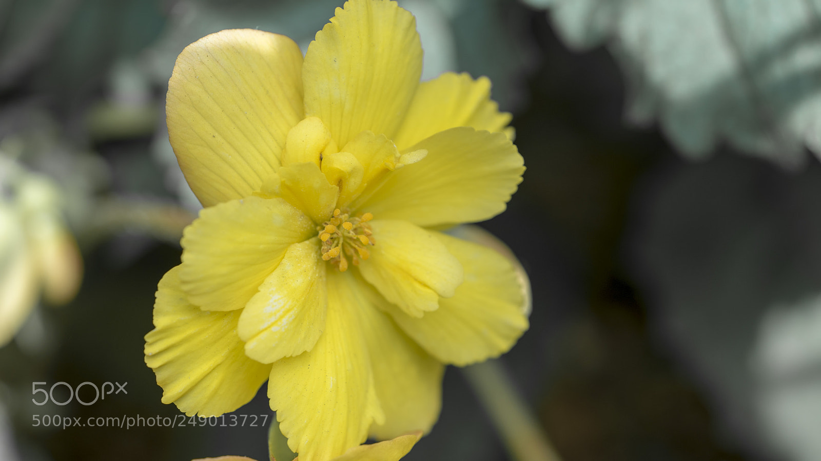 Sony a7S II sample photo. Nature in my mind photography