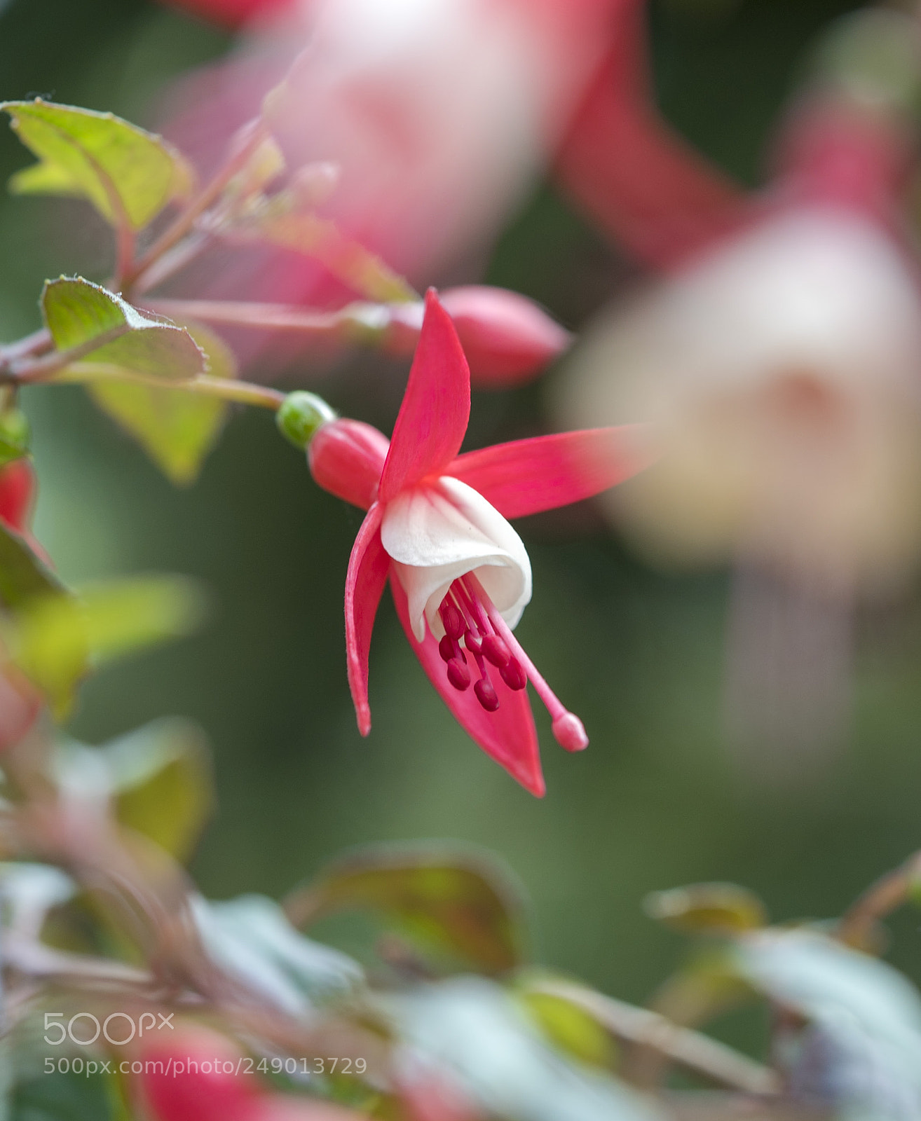 Sony a7S II sample photo. Nature in my mind photography