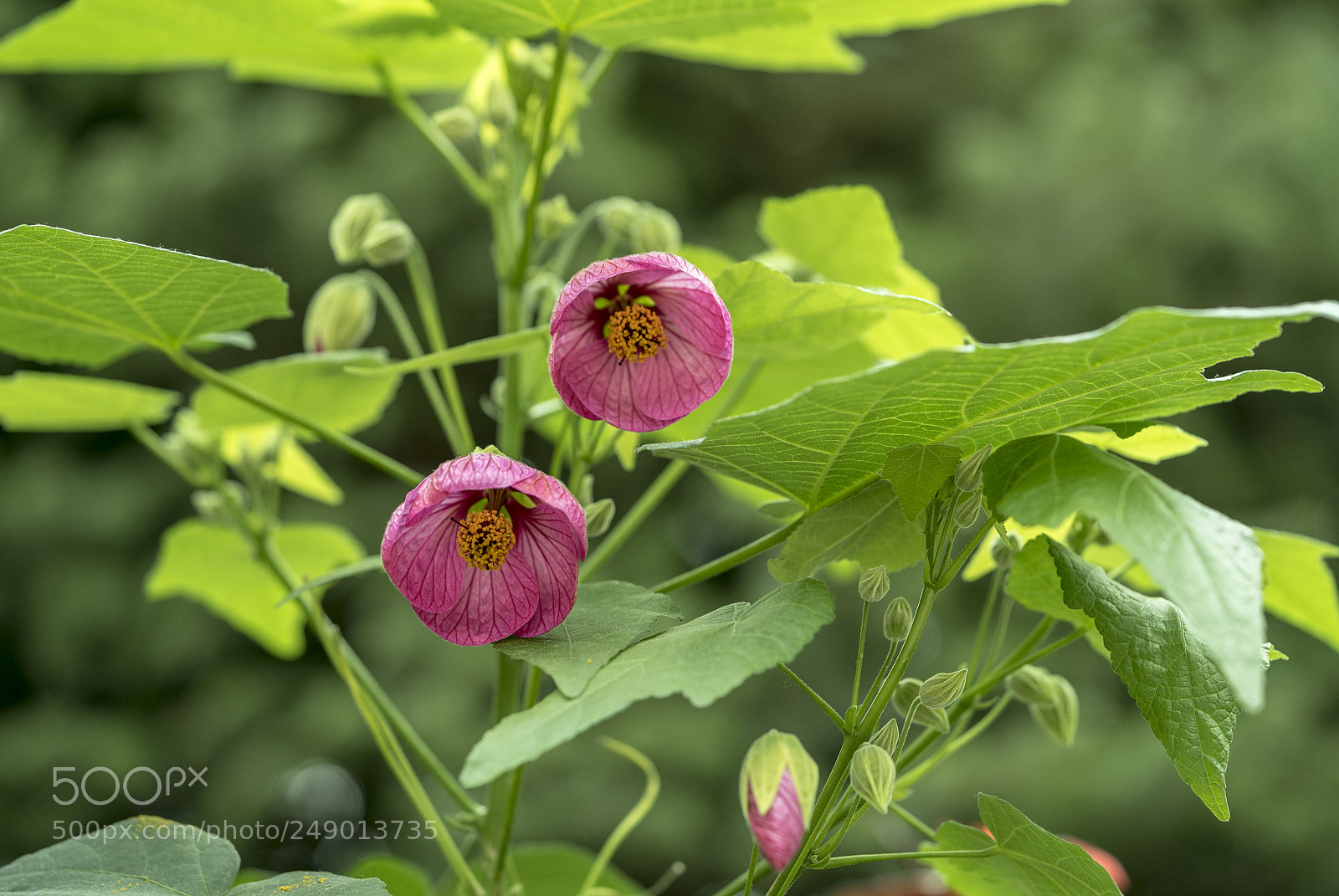Sony a7S II sample photo. Nature in my mind photography