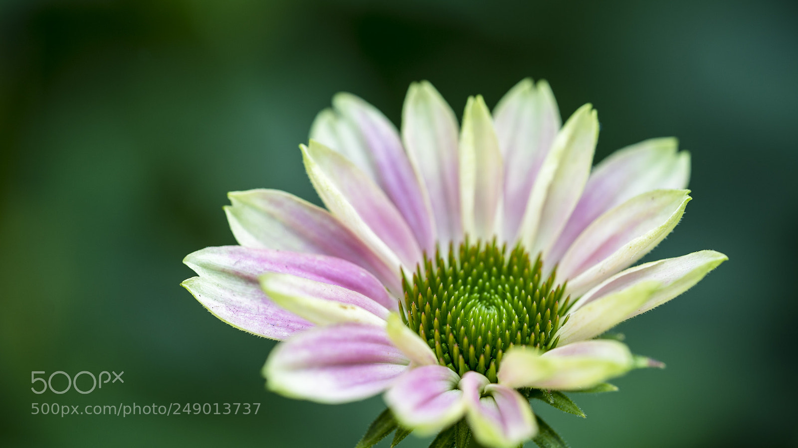 Sony a7S II sample photo. Nature in my mind photography