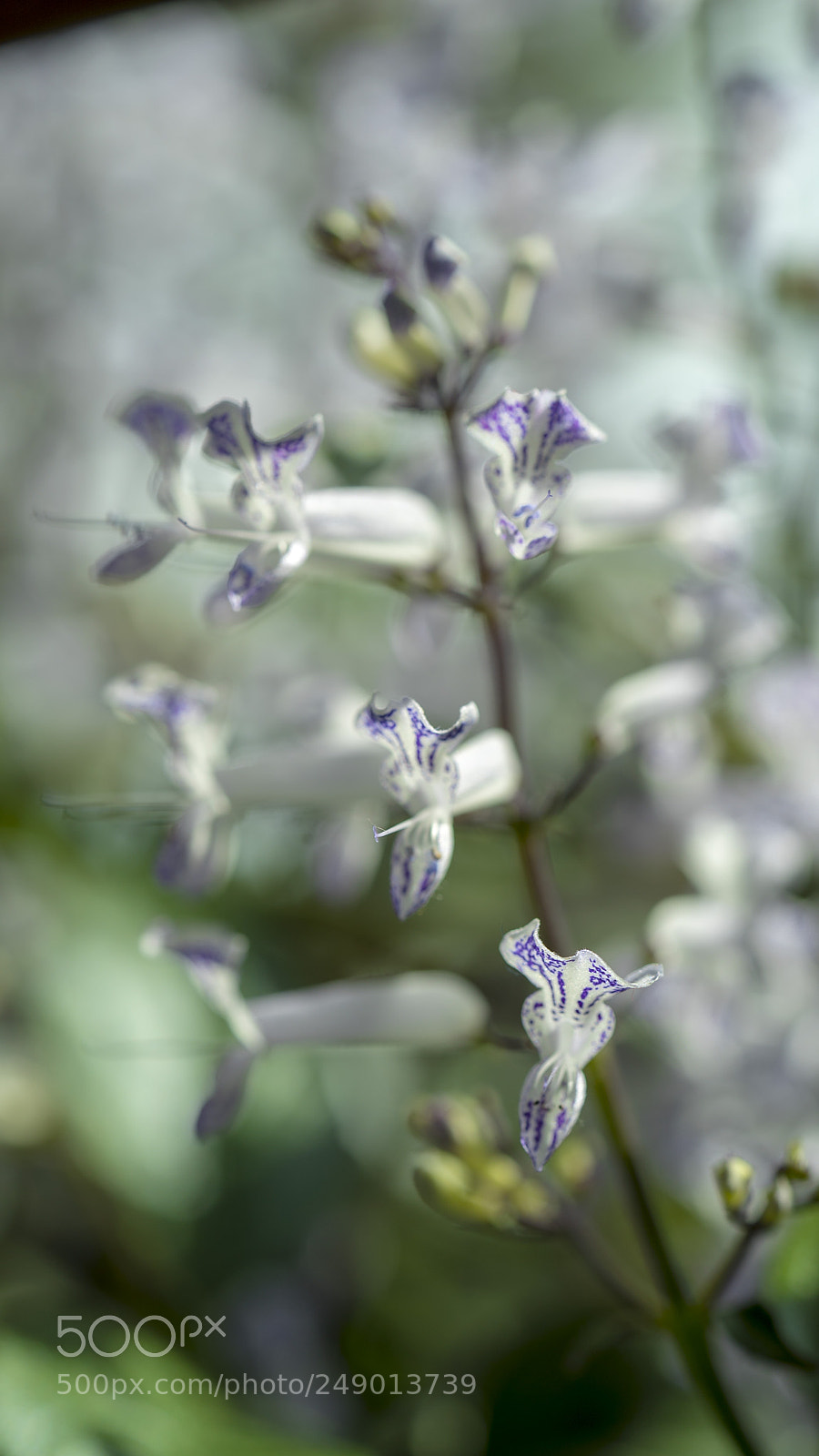 Sony a7S II sample photo. Nature in my mind photography