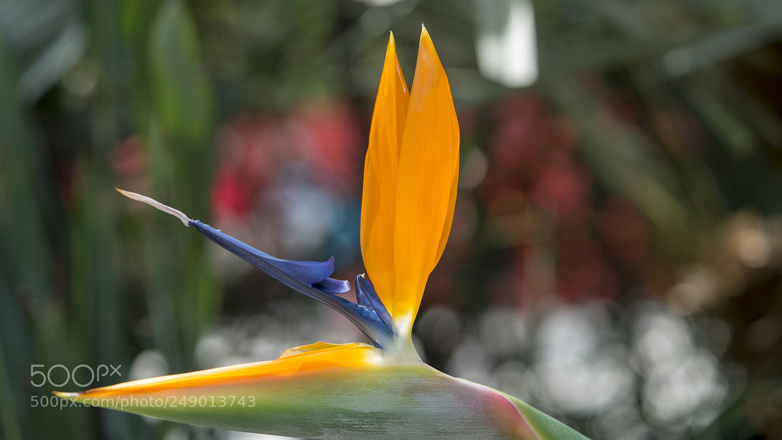 Sony a7S II sample photo. Nature in my mind photography