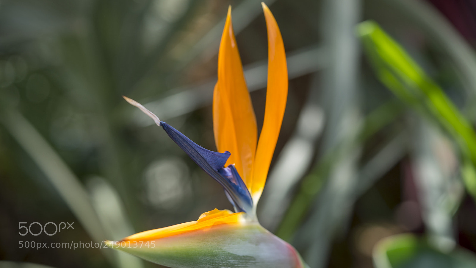 Sony a7S II sample photo. Nature in my mind photography