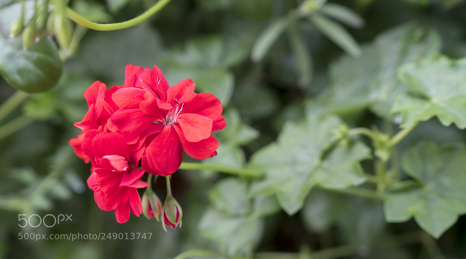 Sony a7S II sample photo. Nature in my mind photography