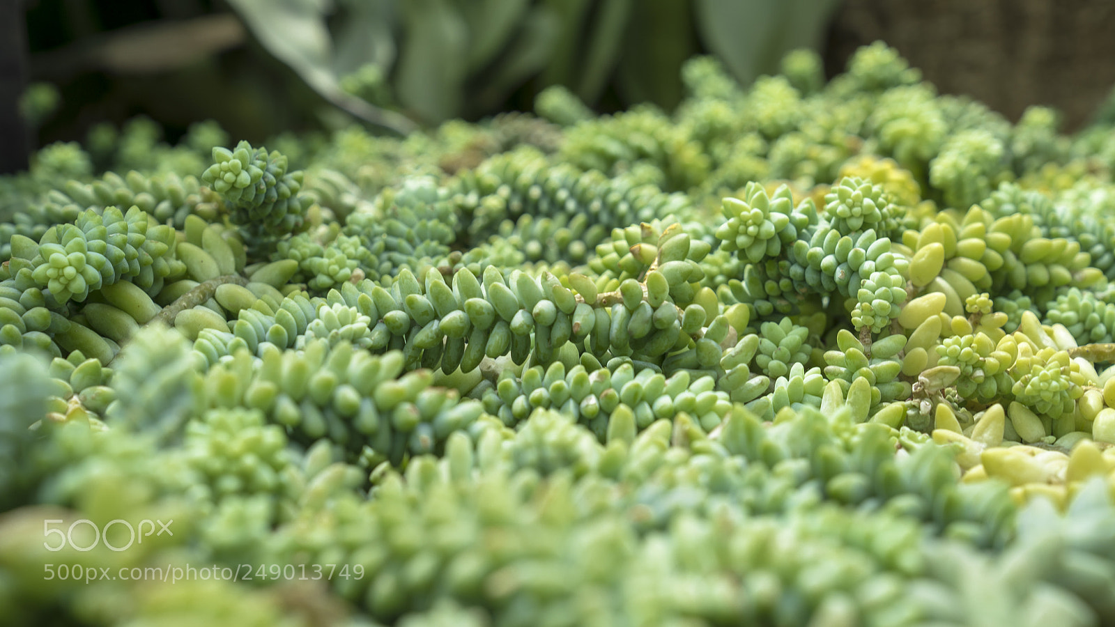Sony a7S II sample photo. Nature in my mind photography