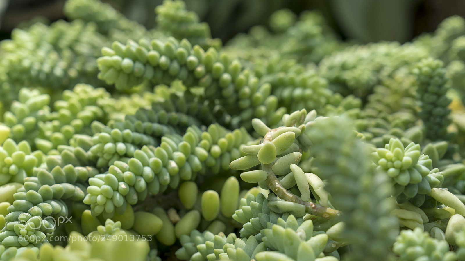 Sony a7S II sample photo. Nature in my mind photography