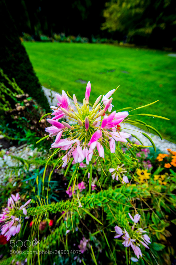 Nikon D5200 sample photo. Dsc photography