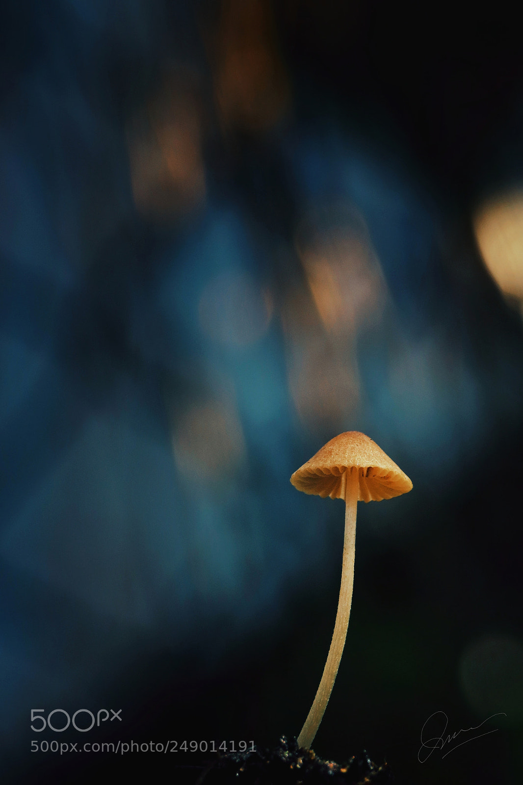 Canon PowerShot SX50 HS sample photo. Mushroom photography